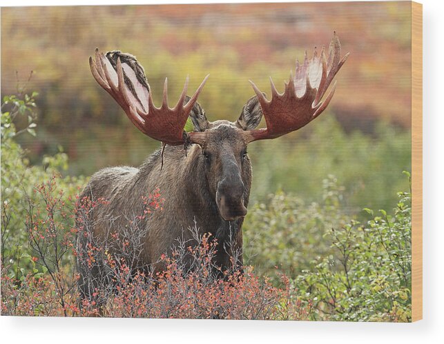 Animal Themes Wood Print featuring the photograph Bull Moose - Denali National Park - by P. De Graaf