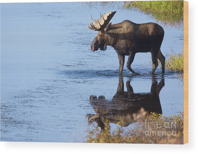 00440981 Wood Print featuring the photograph Bull Moose In Pond by Yva Momatiuk John Eastcott