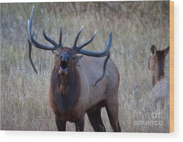 Elk Wood Print featuring the photograph Bull Roar by Jim Garrison