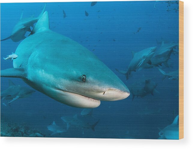 Pete Oxford Wood Print featuring the photograph Bull Sharks In Beqa Lagoon Viti Levu by Pete Oxford