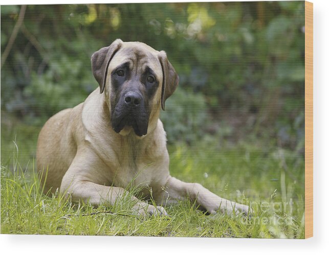 Bullmastiff Wood Print featuring the photograph Bullmastiff Dog by Jean-Michel Labat