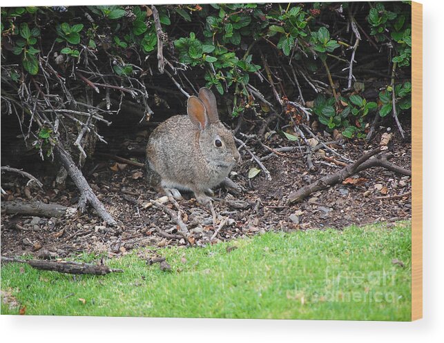 Bunny Wood Print featuring the photograph Bunny In Bush by Debra Thompson
