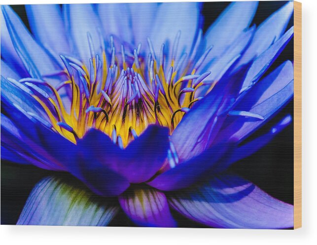 Flowers Wood Print featuring the photograph Burning Water Lily by Louis Dallara