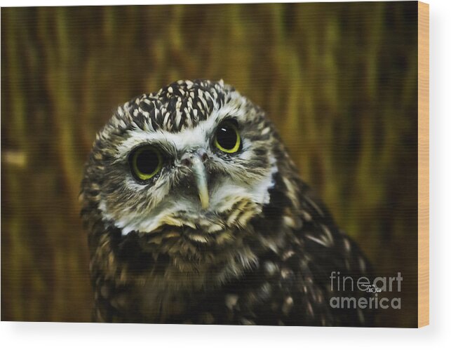 Bird Wood Print featuring the photograph Burrowing Owl by Ms Judi