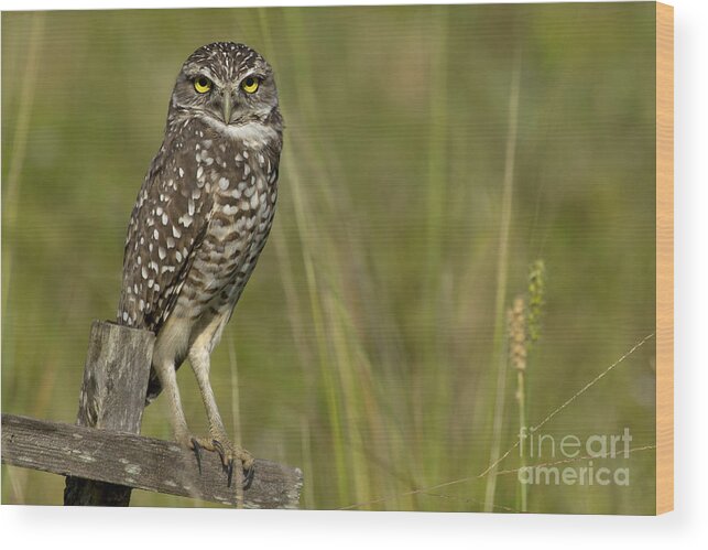 Burrowing Owl Wood Print featuring the photograph Burrowing Owl Stare by Meg Rousher