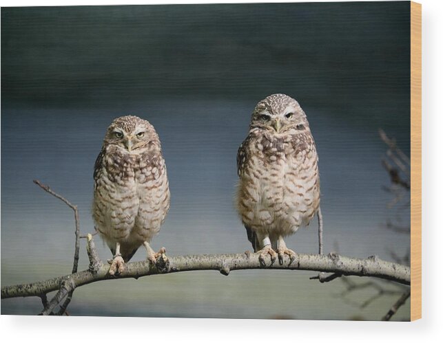 Birds Wood Print featuring the photograph Burrowing Owls by Larry Trupp