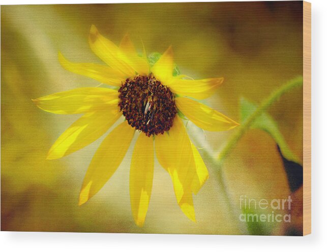Peggy Franz Photography Wood Print featuring the photograph Burst of Sun Shine Wildflower by Peggy Franz