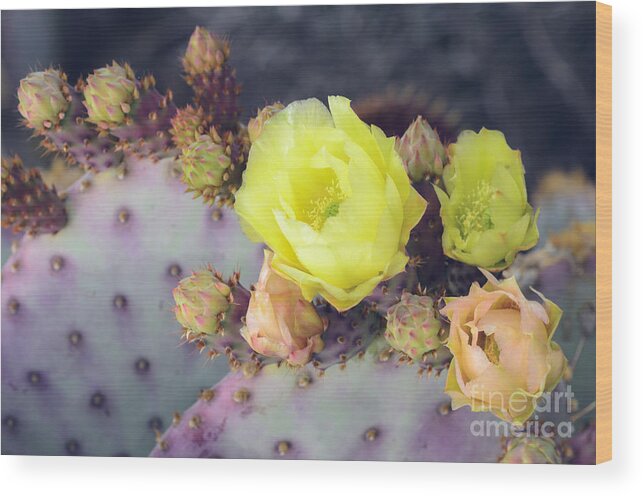 Prickly Pear Cactus Wood Print featuring the photograph Bursting by Tamara Becker