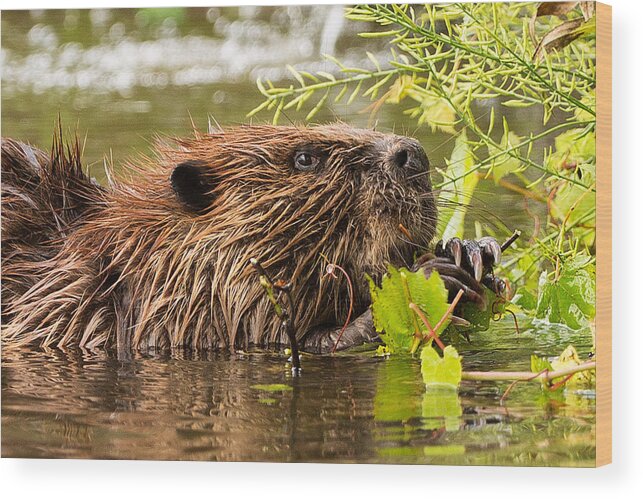 Beaver Wood Print featuring the photograph Busy as a Beaver by Everet Regal