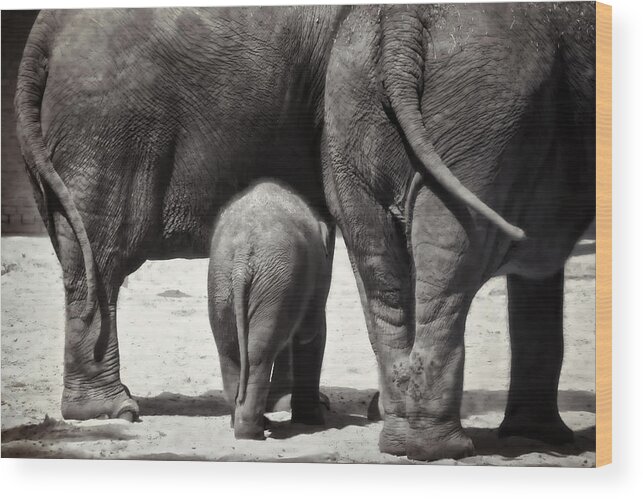 Animal Wood Print featuring the photograph Butt Butt Butt by Joan Carroll