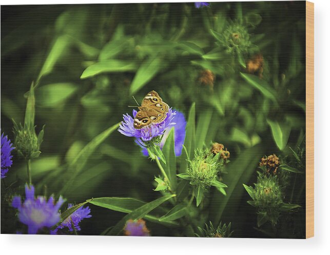 Insects Wood Print featuring the photograph Butterfly Glow by Donald Brown