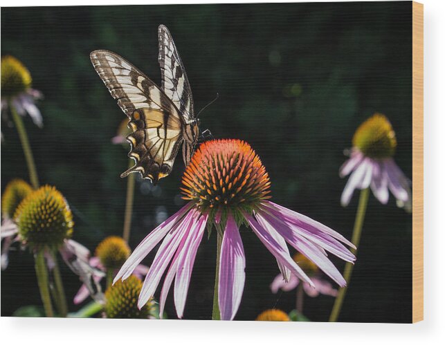Butterfly Wood Print featuring the photograph Butterfly in the garden by Glenn DiPaola