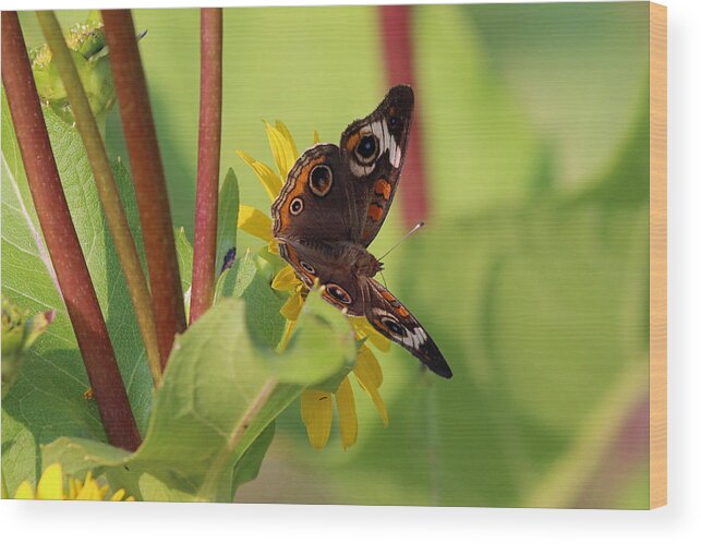 Butterfly Wood Print featuring the photograph Butterfly by Jackson Pearson
