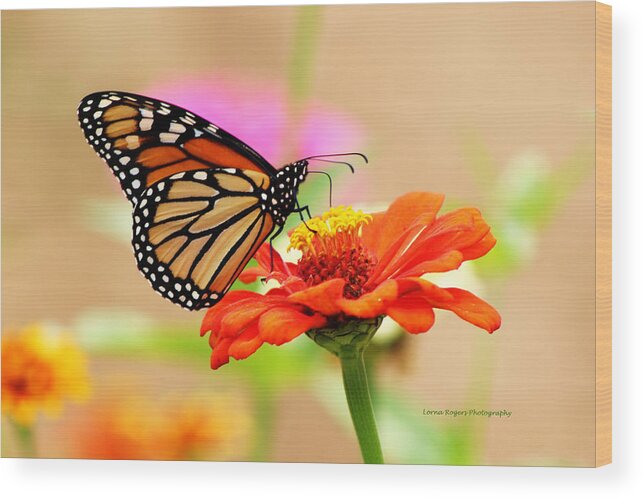 Butterfly Wood Print featuring the digital art Butterfly Lunch by Lorna Rose Marie Mills DBA Lorna Rogers Photography