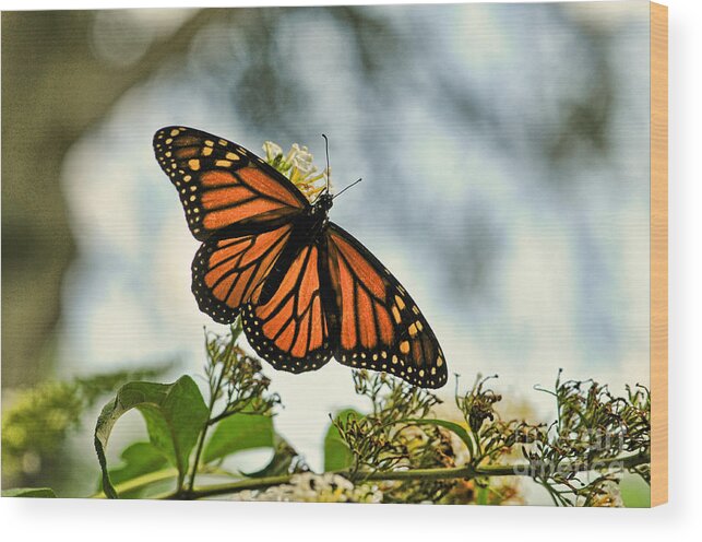 Paul Ward Wood Print featuring the photograph Butterfly - Open Wings by Paul Ward