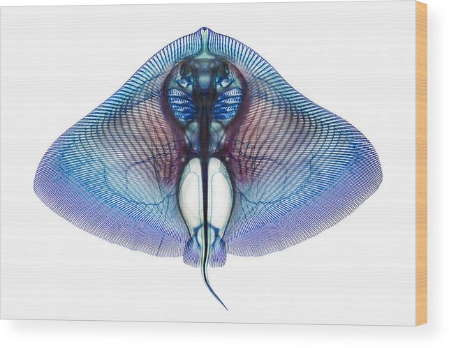 Ray Wood Print featuring the photograph Butterfly Ray by Adam Summers