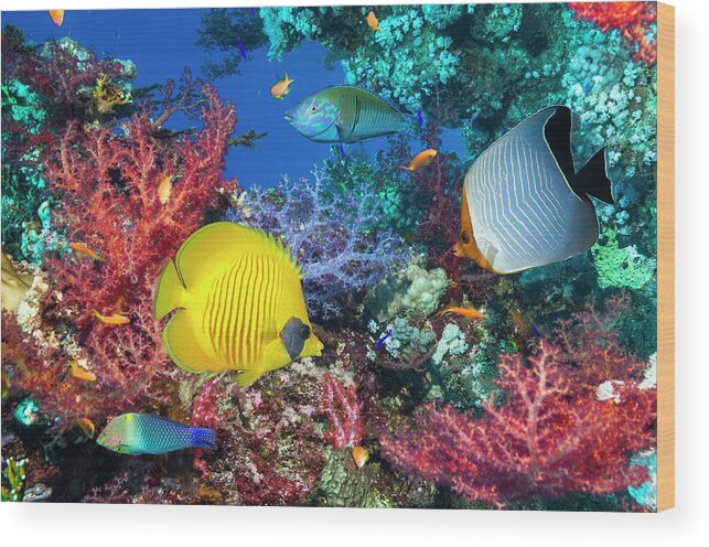 Nobody Wood Print featuring the photograph Butterflyfish And Wrasse On A Reef by Georgette Douwma