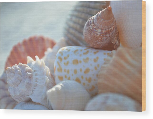 Seashells Wood Print featuring the photograph By The Seashore by Melanie Moraga