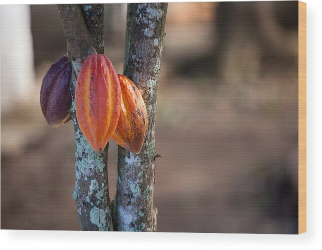 Cacao Tree Wood Print featuring the photograph Cacao tree by © Cyrielle Beaubois