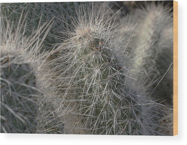  Wood Print featuring the photograph Cactus 12 by Cheryl Boyer