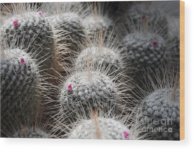 Cactus Wood Print featuring the photograph Cactus Bloom by Sarah Schroder