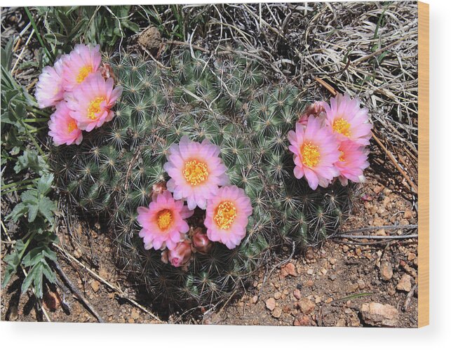 Cactus Wood Print featuring the photograph Cactus Blooms by Shane Bechler