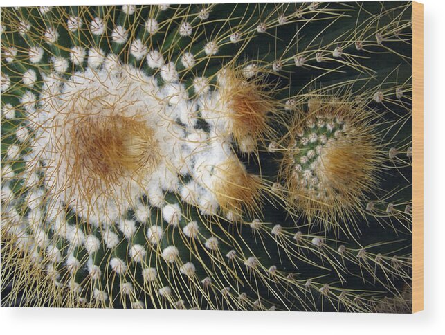 Cactus Wood Print featuring the photograph Cactus Close-up by Joyce Wasser