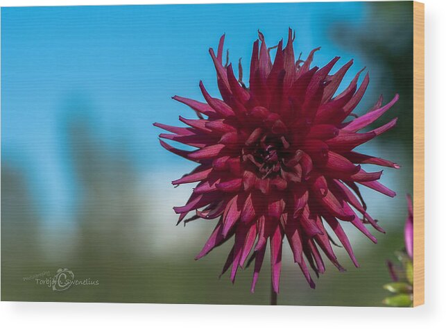 Cactus Dahlia Wood Print featuring the photograph Cactus Dahlia by Torbjorn Swenelius