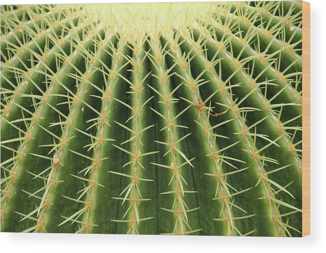 Outdoors Wood Print featuring the photograph Cactus by Daniela Duncan
