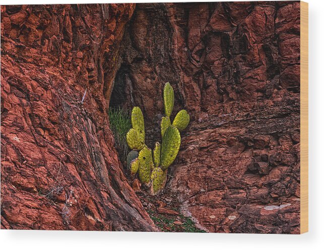 2014 Wood Print featuring the photograph Cactus Dwelling by Mark Myhaver