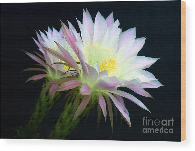 Echinopsis Wood Print featuring the photograph Cactus Flowers At Dawn by Douglas Taylor