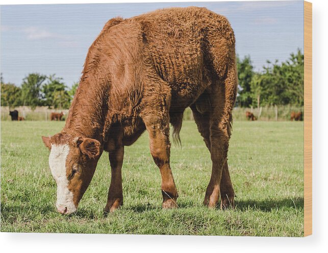 Shadow Wood Print featuring the photograph Calf Grazing by Shane Hardy Photography