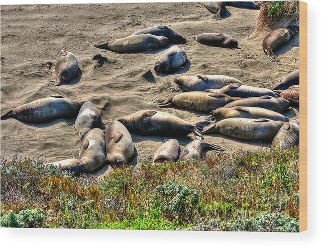 Seals Wood Print featuring the photograph California Dreaming by Jim Carrell
