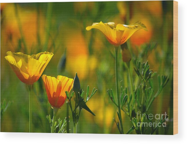 California Poppies Wood Print featuring the photograph California Poppies by Deb Halloran