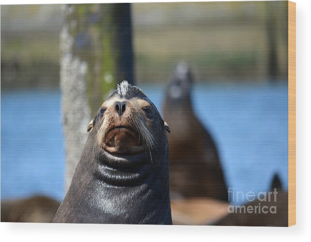 Sea Lion Wood Print featuring the photograph California Sea Lion by Gayle Swigart