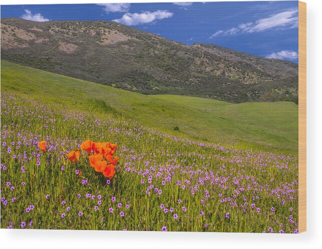 Landscape Wood Print featuring the photograph California Wildflowers by Marc Crumpler