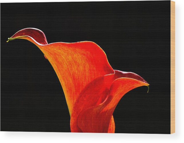 Calla Wood Print featuring the photograph Calla Lily High Contrast by Scott Lyons