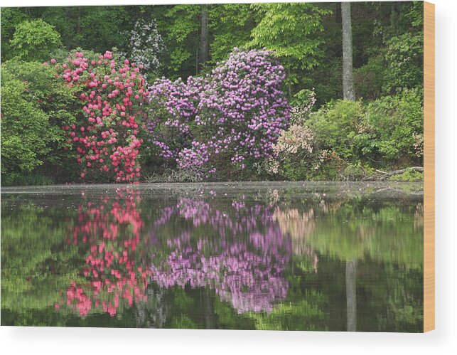 Callaway Gardens Wood Print featuring the photograph Callaway Spring by Michael Weeks