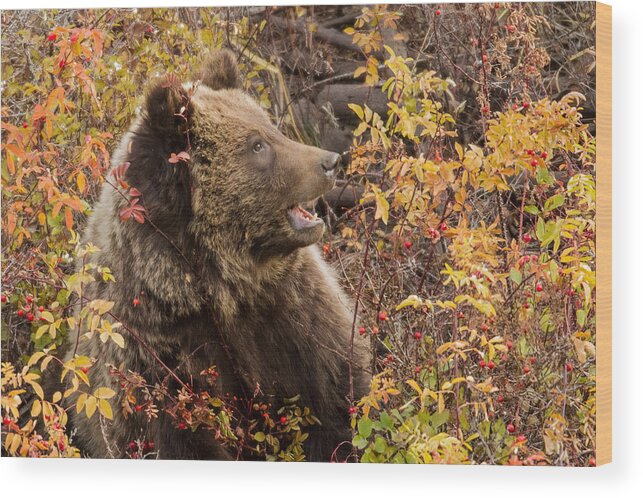Grizzly Bear Wood Print featuring the photograph Calling All Bears by Sandy Sisti