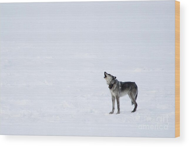 Gray Wolf Wood Print featuring the photograph Calling Home by Deby Dixon