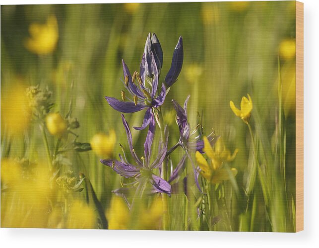 Camas Wood Print featuring the photograph Camas and wild flowers by Inge Riis McDonald