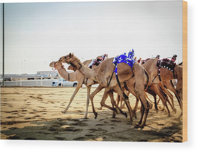 Working Animal Wood Print featuring the photograph Camel Racing With Robots by Omar Chatriwala