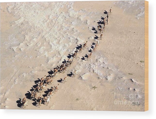 Africa Wood Print featuring the photograph Camels walking in Desert by HELGE Art Gallery