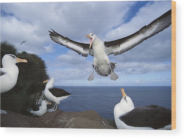 Feb0514 Wood Print featuring the photograph Campbell Albatross Coming In To Land by Tui De Roy