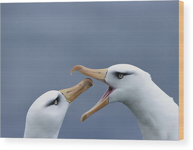 Feb0514 Wood Print featuring the photograph Campbell Albatross Courtship Campbell by Tui De Roy