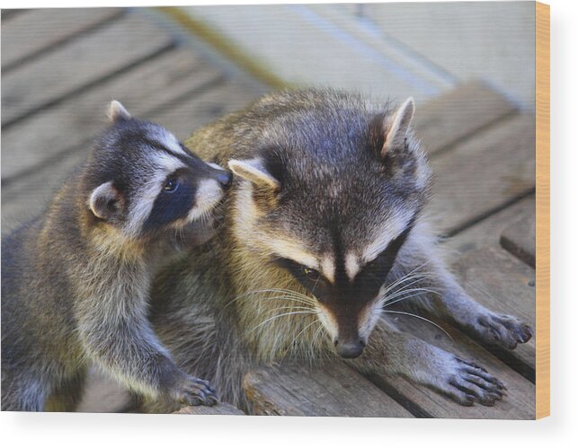 Mammals Wood Print featuring the photograph Can I tell you a secret Mom? by Kym Backland