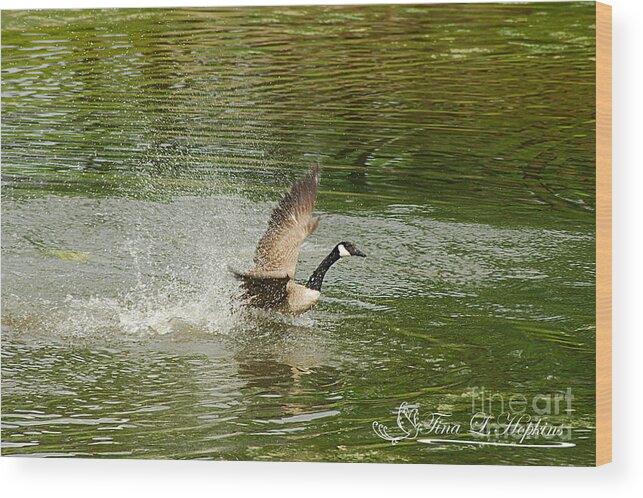 Canadian Geese Wood Print featuring the photograph Canada Goose 20120515_172a by Tina Hopkins