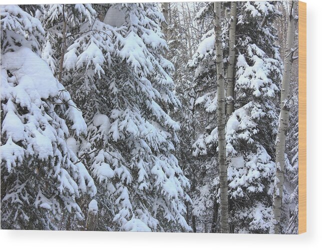 Snow Wood Print featuring the photograph Canadian Forest - Winter Snowfall by Jim Sauchyn