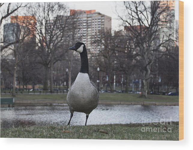 Canadian Goose Wood Print featuring the photograph Canadian Goose at Boston Public Garden by Douglas Barnard
