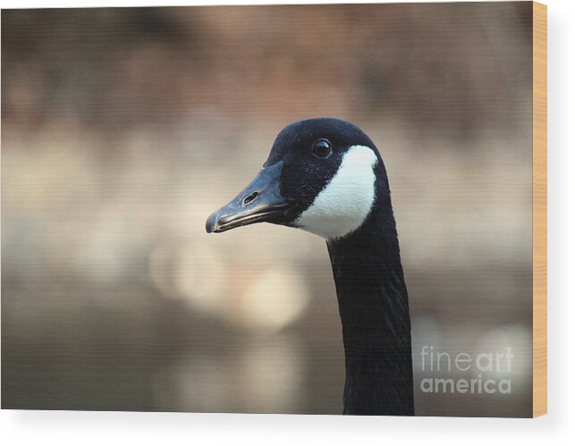 Canadian Goose Wood Print featuring the photograph Canadian Goose by David Jackson